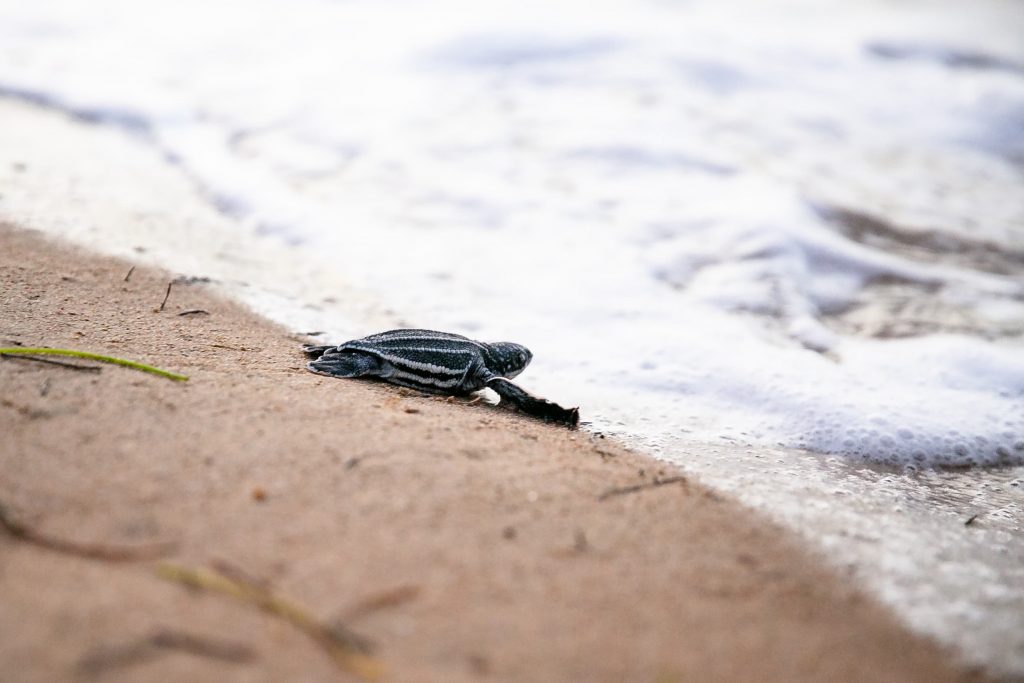 Baby leatherback turtle on the beach